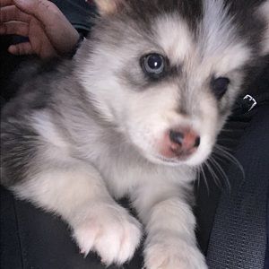 Meet your Posher, Vanessa